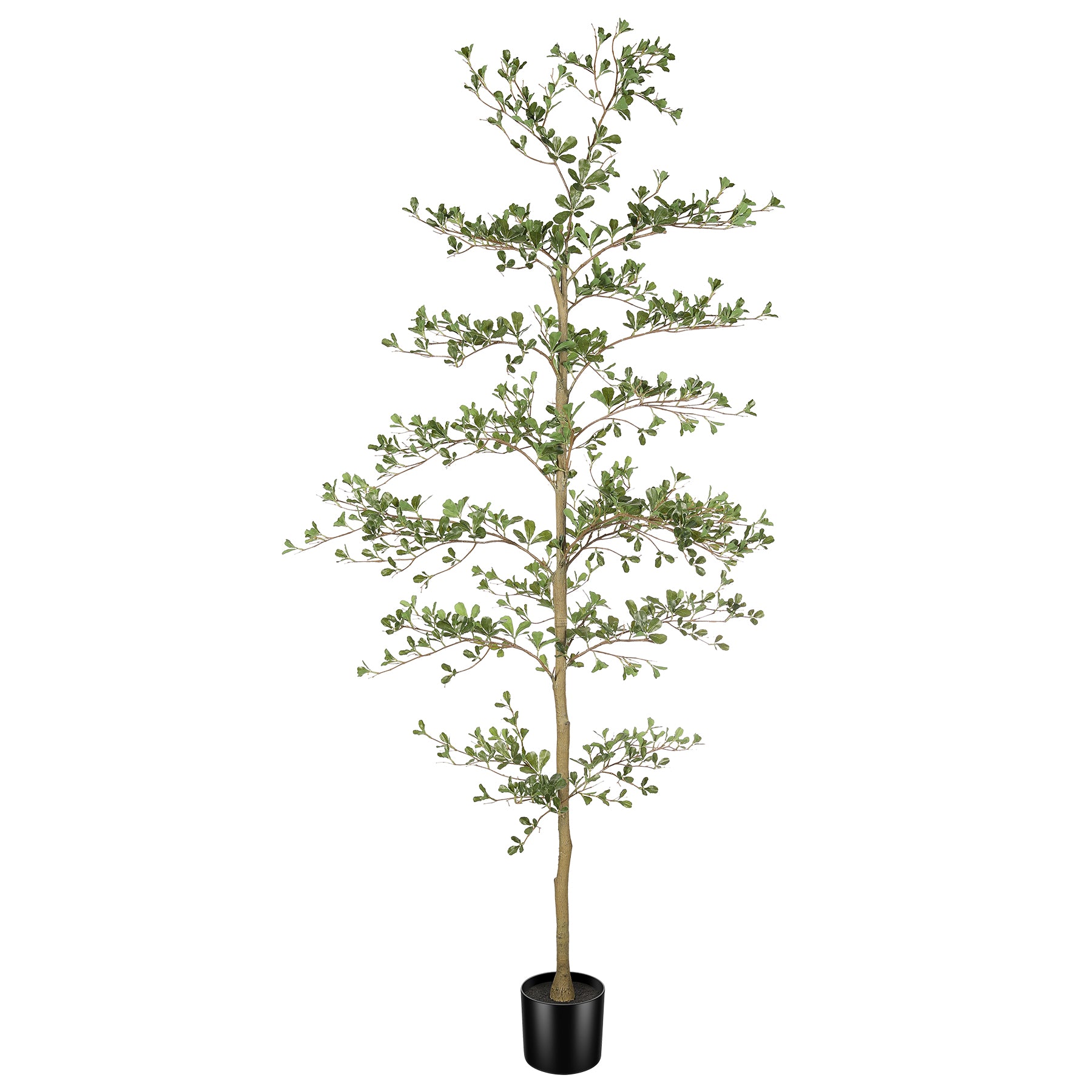Shady Lady Olive Tree